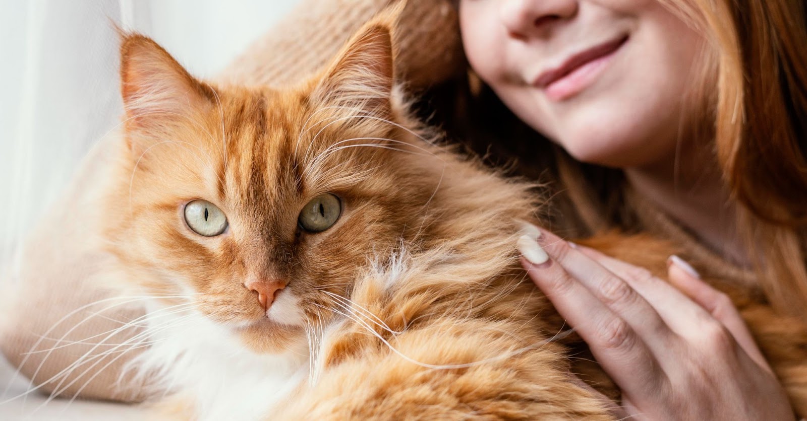 Best Cat Insurance in New Jersey