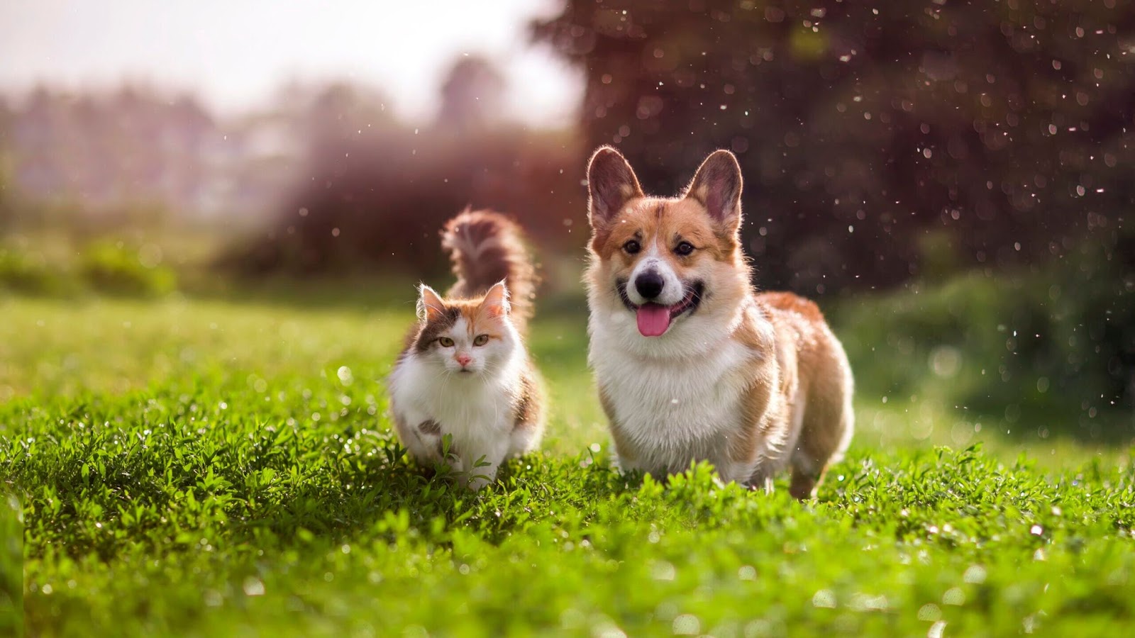 Best Dog Insurance in New Jersey