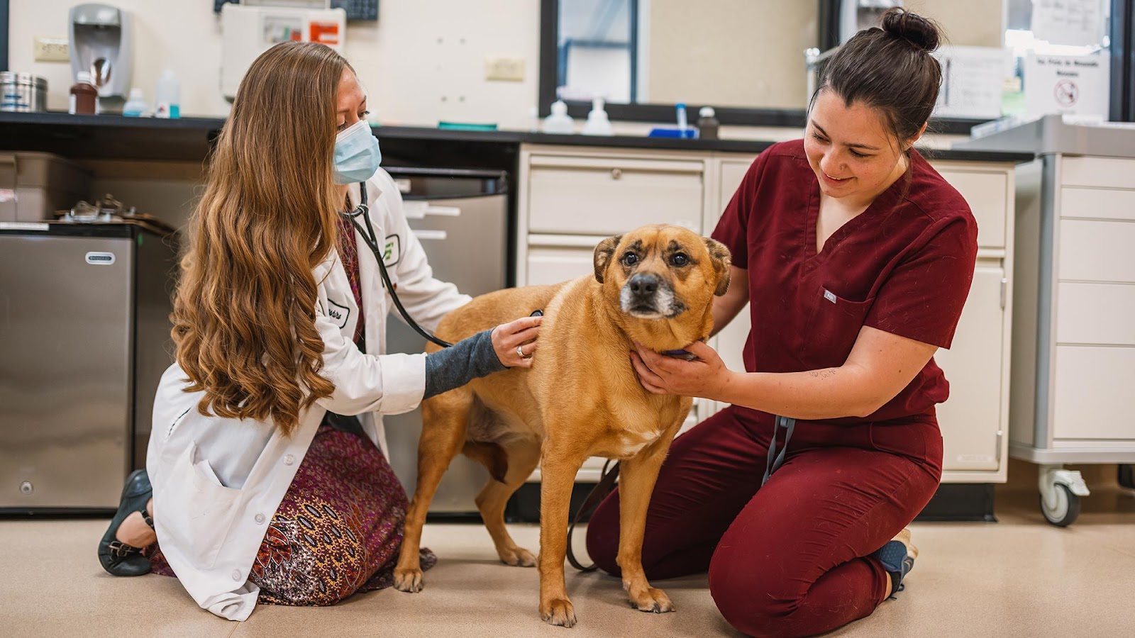 Best Vet Schools in New Jersey